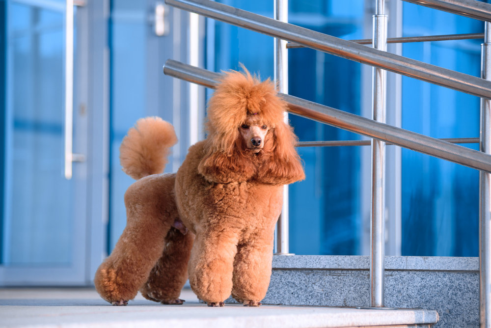 dog breed small poodle peach color stands shopping center